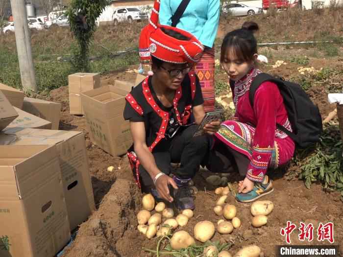  “农民院士”朱有勇田间直播卖土豆 助力云南脱贫攻坚